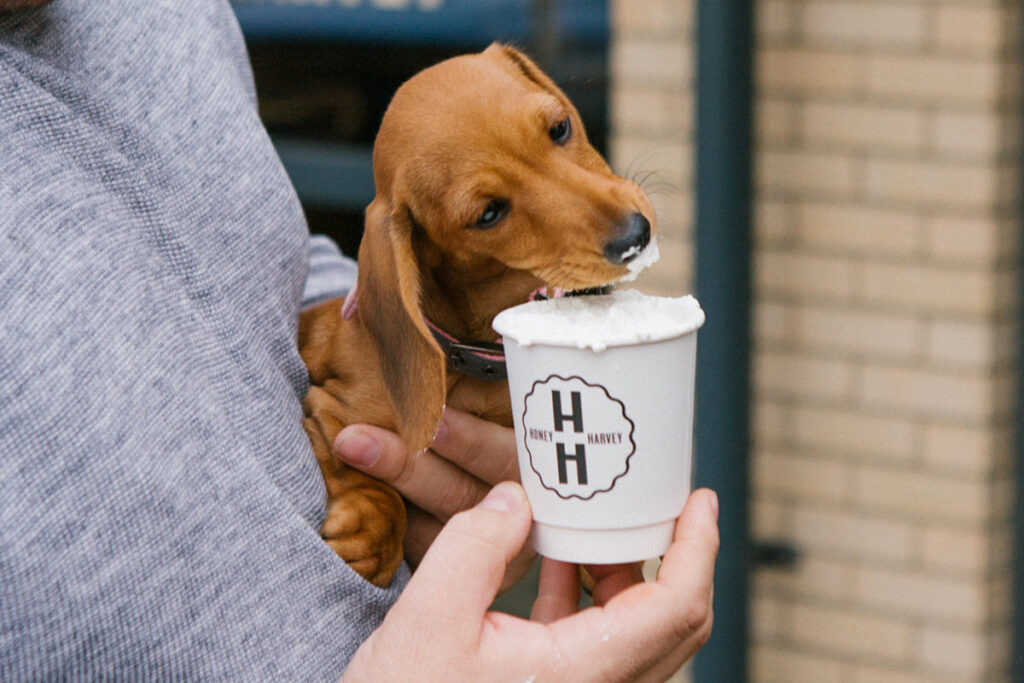 dog friendly cafe